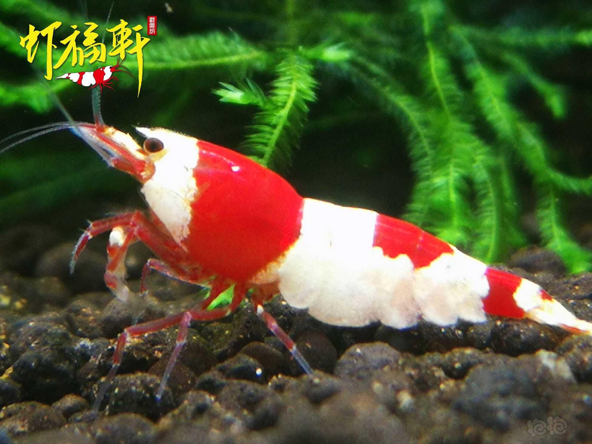 【虾】2022-10-04#RMB拍卖#红白丸禁繁殖组8只-图5