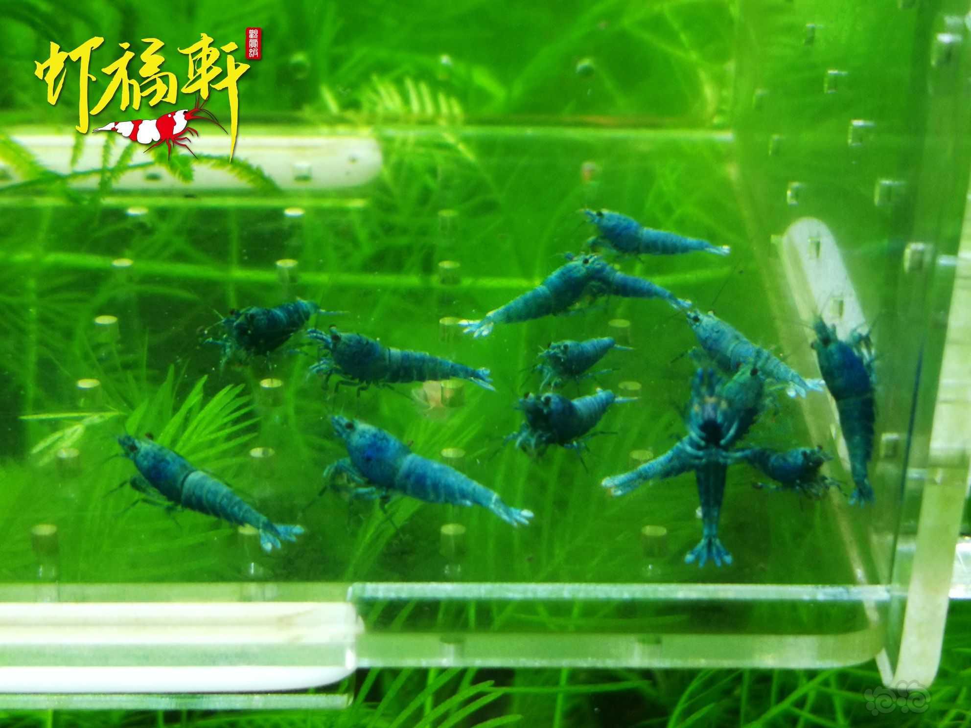 【虾】2022-10-01#RMB拍卖#蓝金刚小苗15只-图1