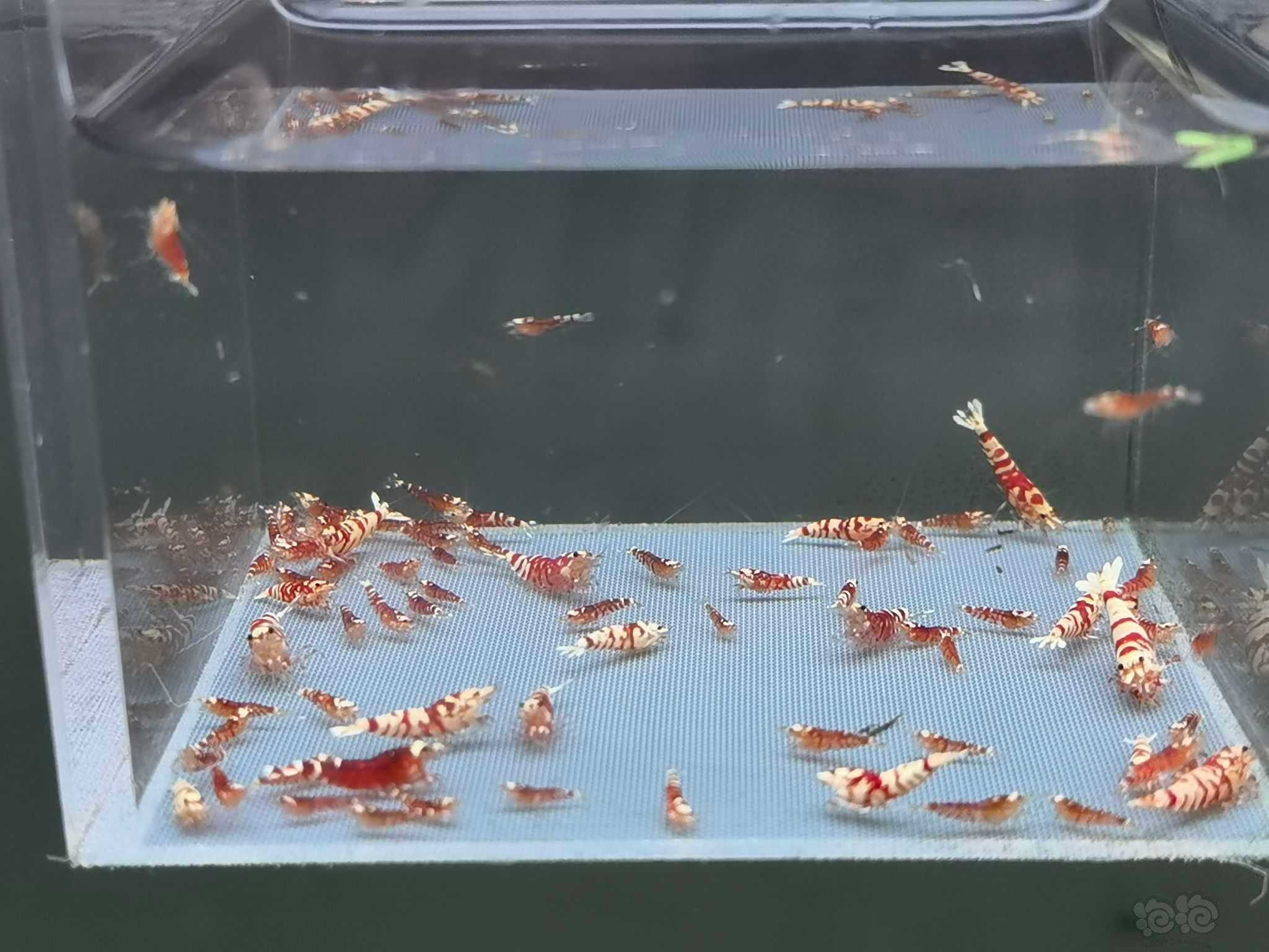 【虾】2022-10-22#RMB拍卖红花虎80只-图1