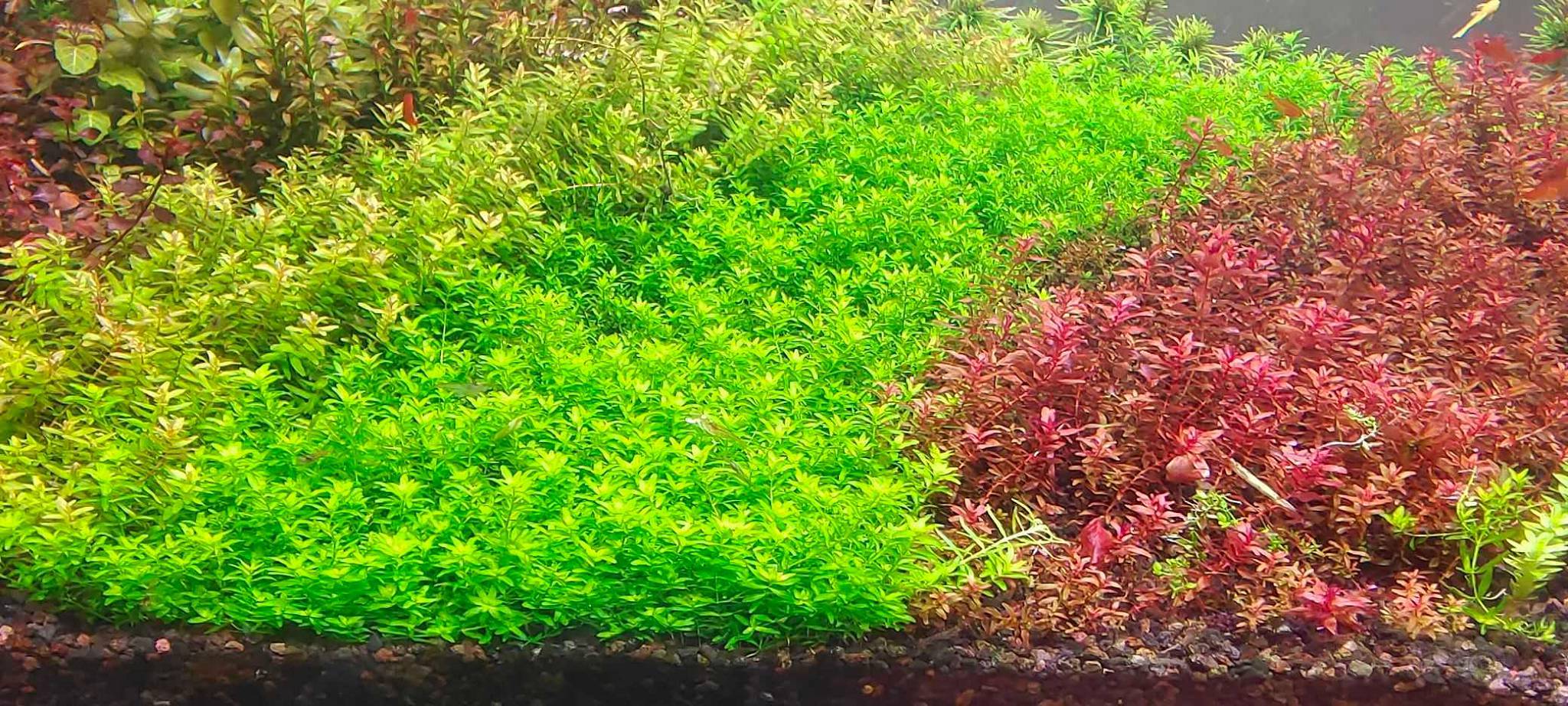 纯陶粒荷兰景草缸-图5