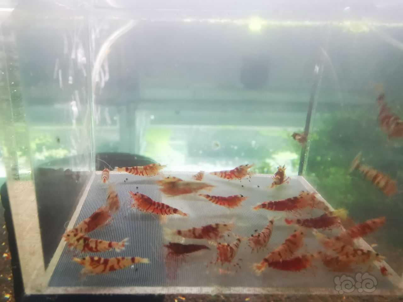 【虾】2022-10-23#RMB拍卖红花虎淘汰虾一组30只-图2