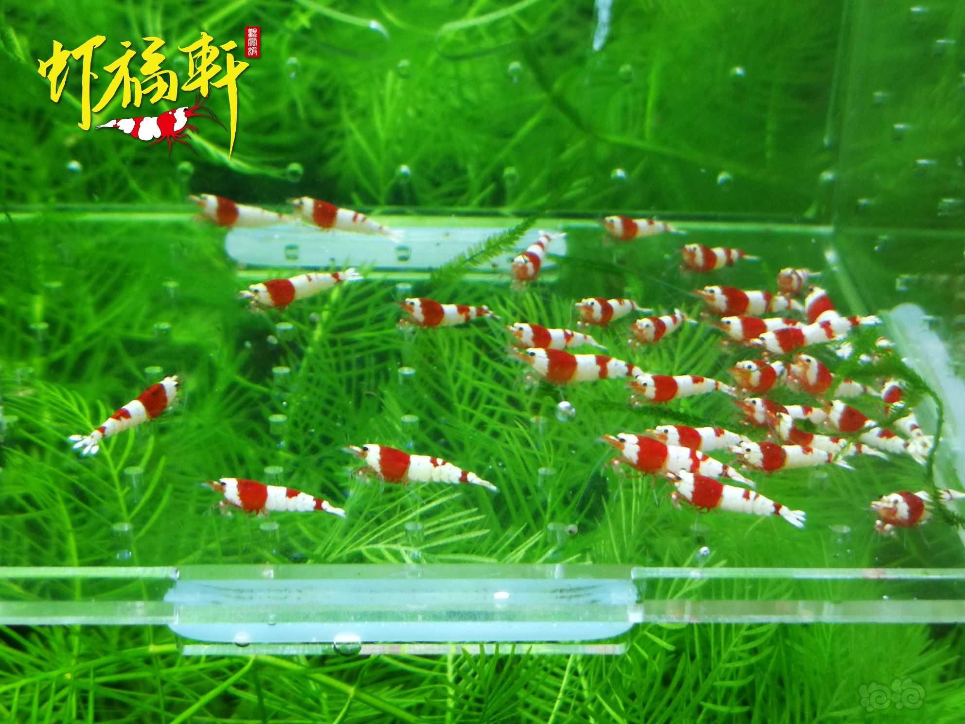 【虾】2022-10-08#RMB拍卖#系统红白苗30只-图1