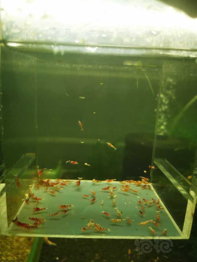 【虾】2022-10-23#RMB拍卖红花虎幼虾一组80只-图1