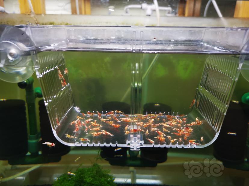 【虾】2022-10-03#RMB拍卖红花虎幼虾一组100只（1）-图2