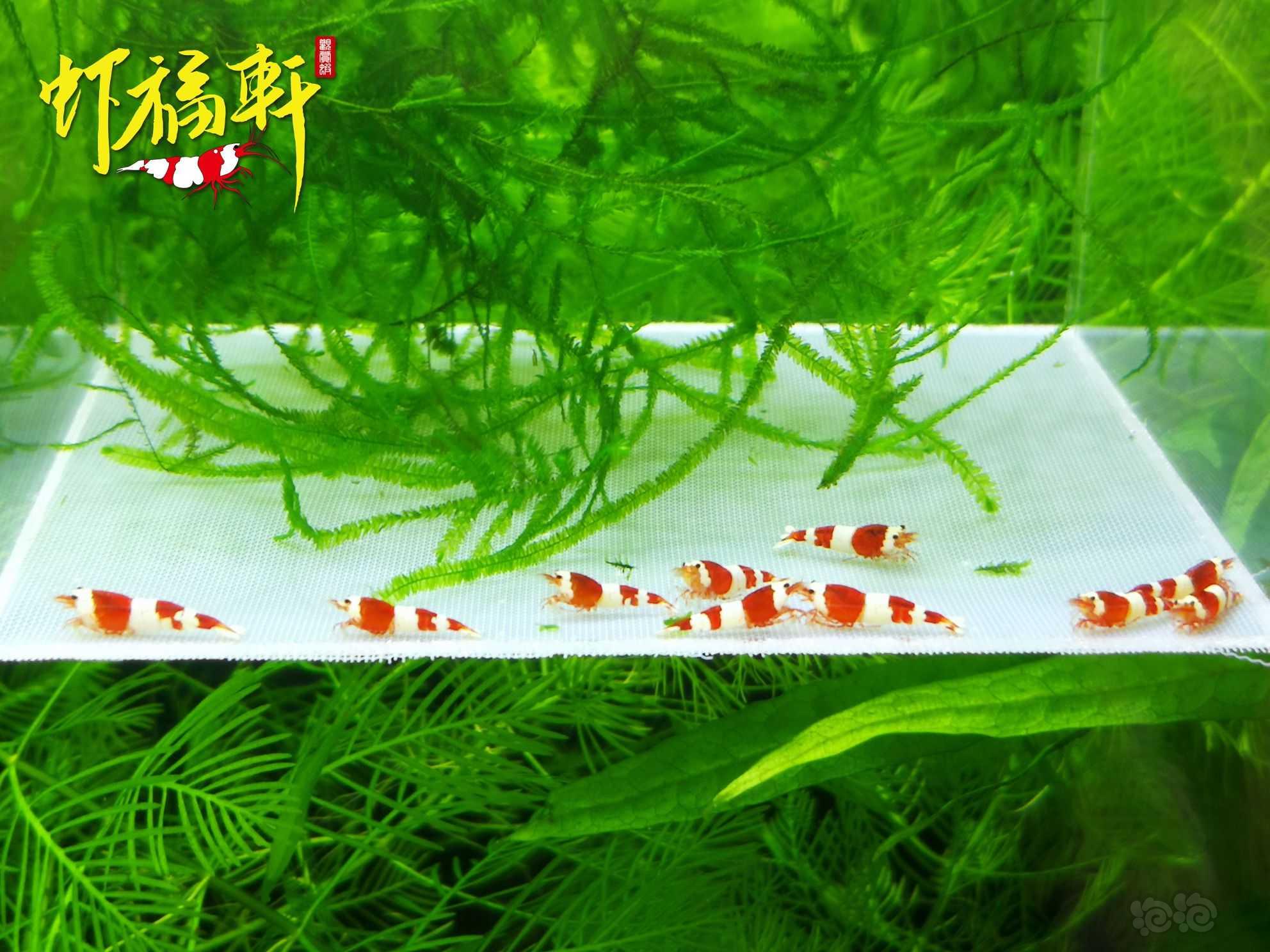 【虾】2022-10-01#RMB拍卖#系统红白三段苗10只-图3
