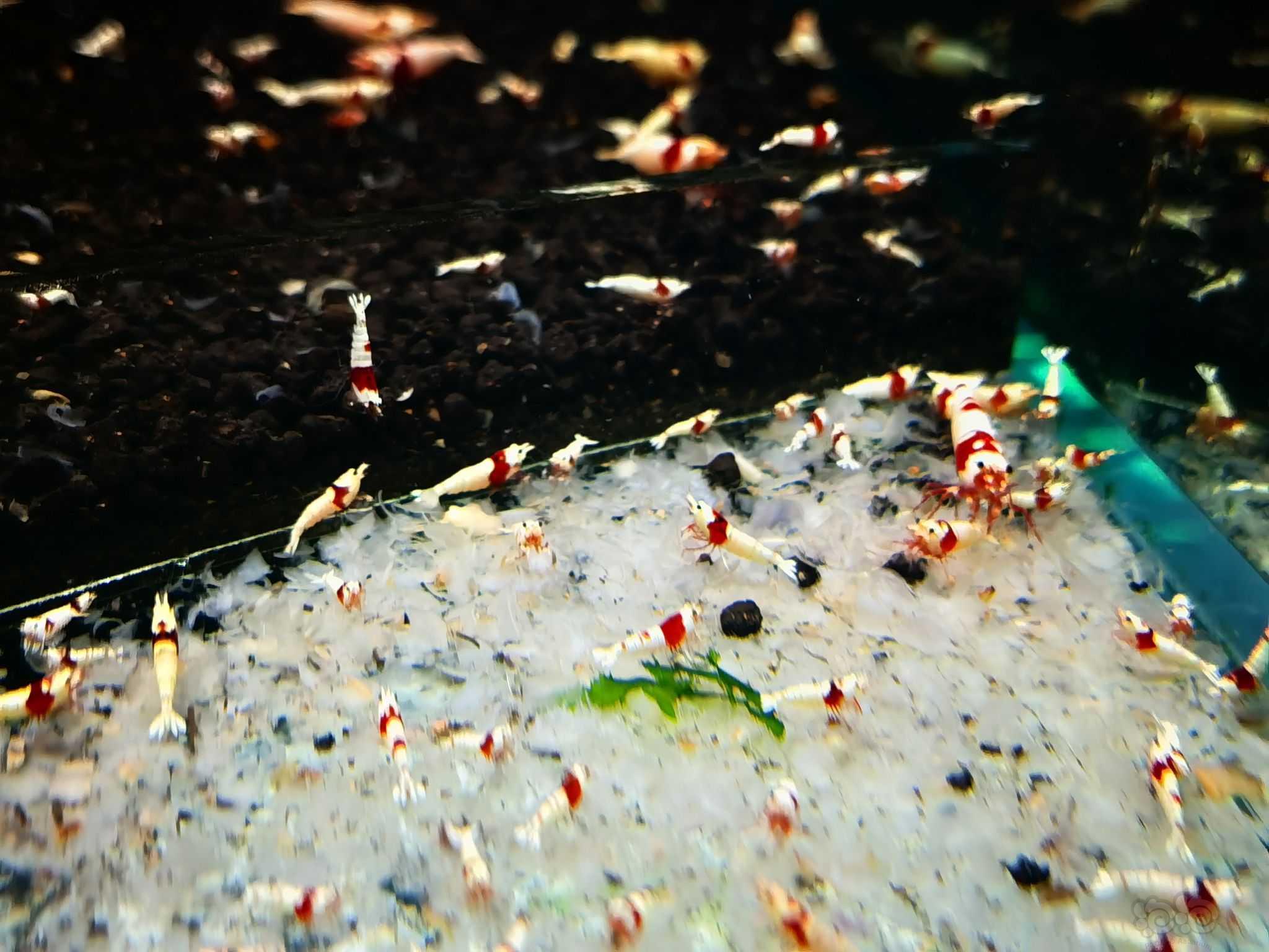 【水晶虾】出纯血红白5百只-图2