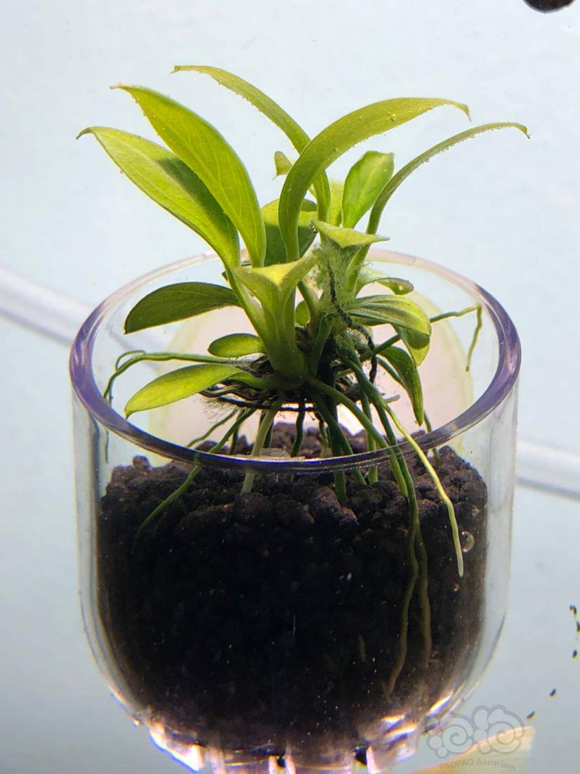 试出一颗稀有状态"迷你丹麦榕"-图2