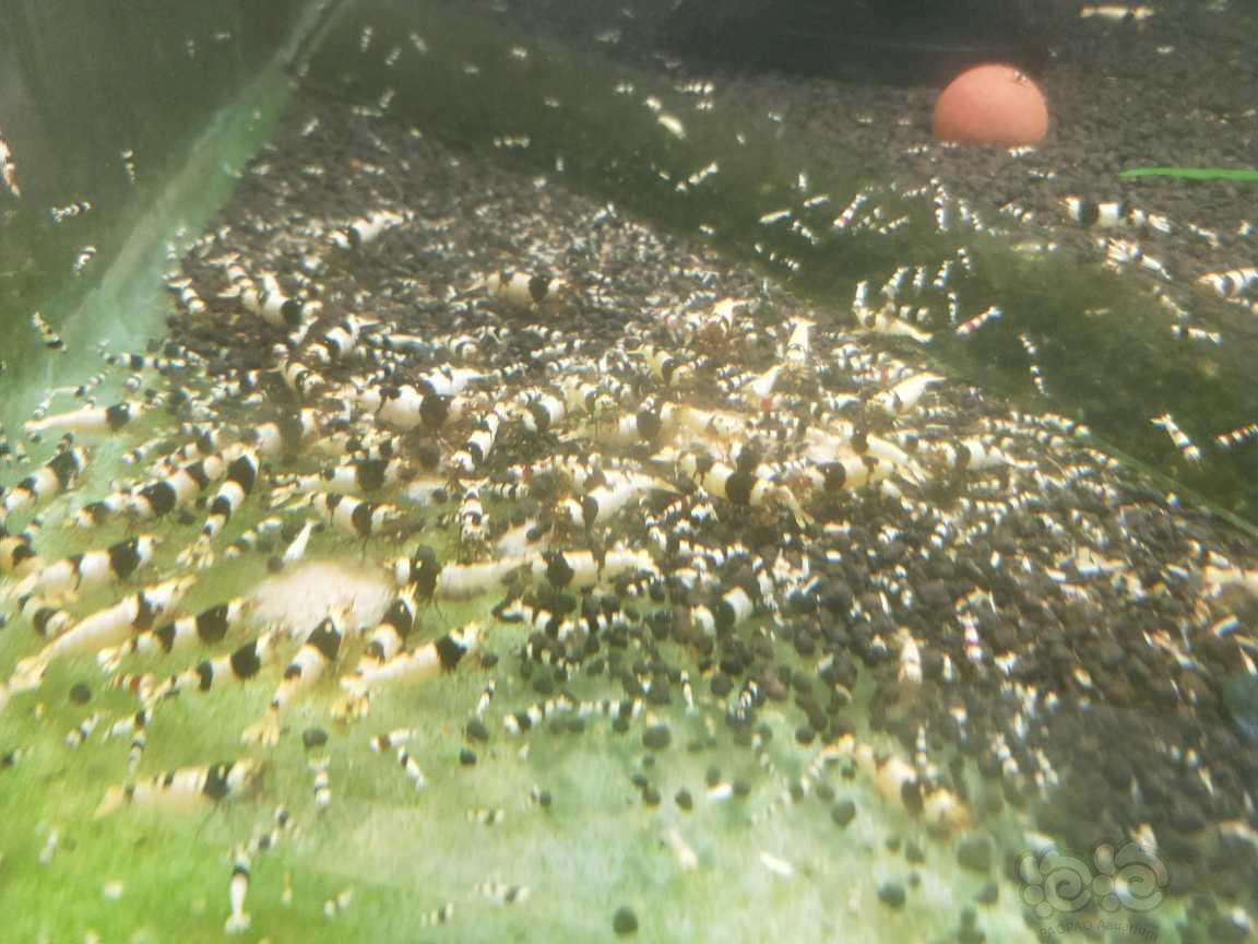 【水晶虾】虫子水晶虾出售，数量不多发完即止-图1