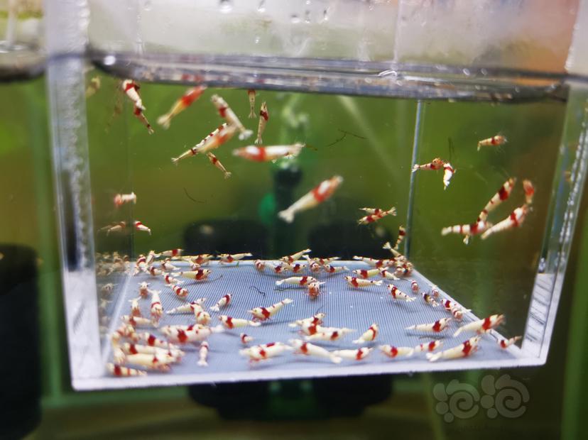 【虾】2022-10-16#RMB拍卖红白幼虾一组100只-图4