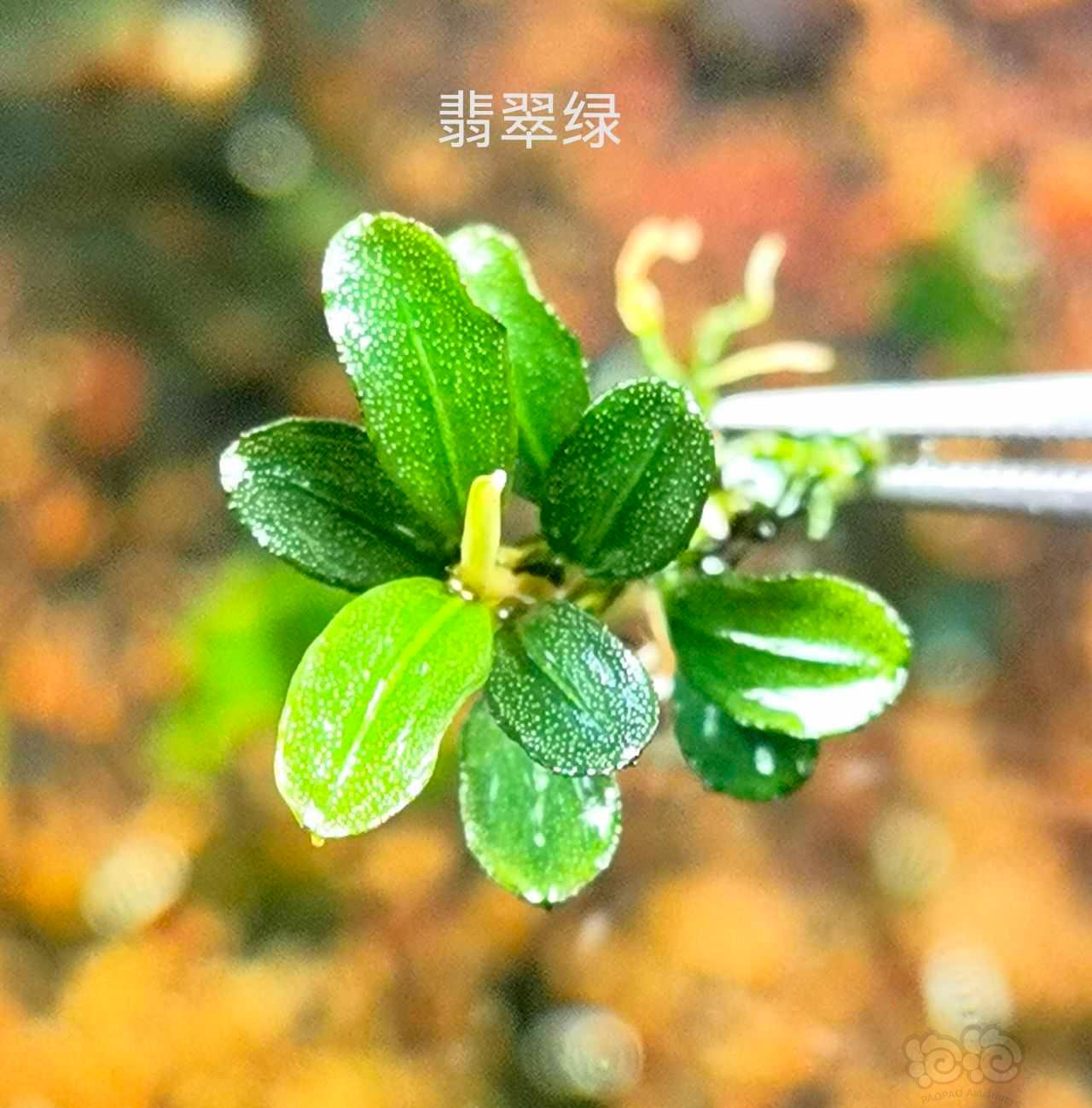 【水草】2022-10-22#RMB拍卖#草堂圆丛等10个品种-图7