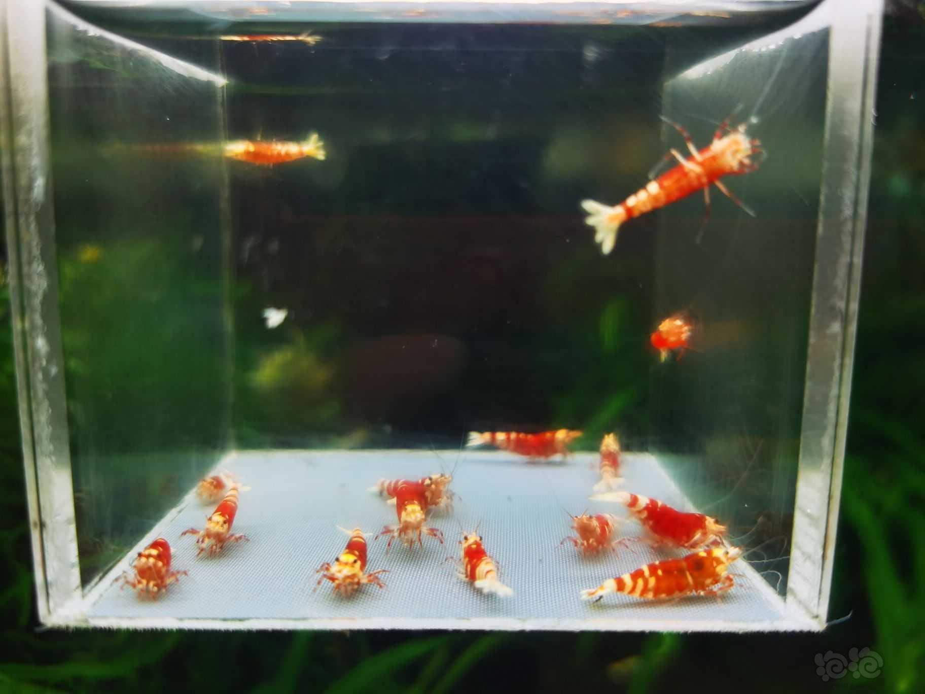 【虾】2022-10-2#RMB拍卖#红宝石20只-图5