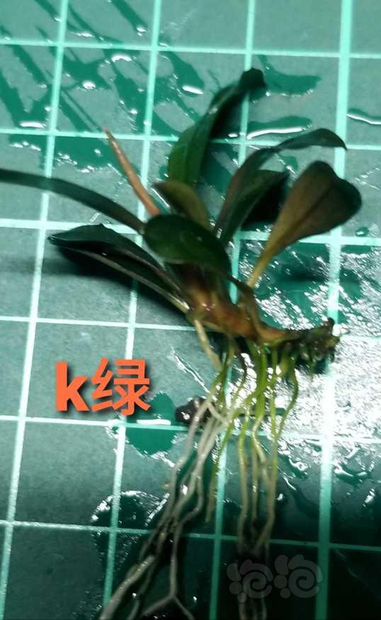 【辣椒榕】出k7、k绿-图4