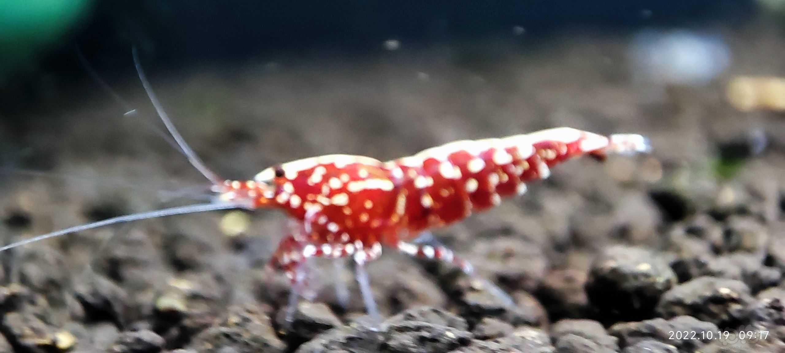 【水晶虾】出缸红银河水晶虾，-图1