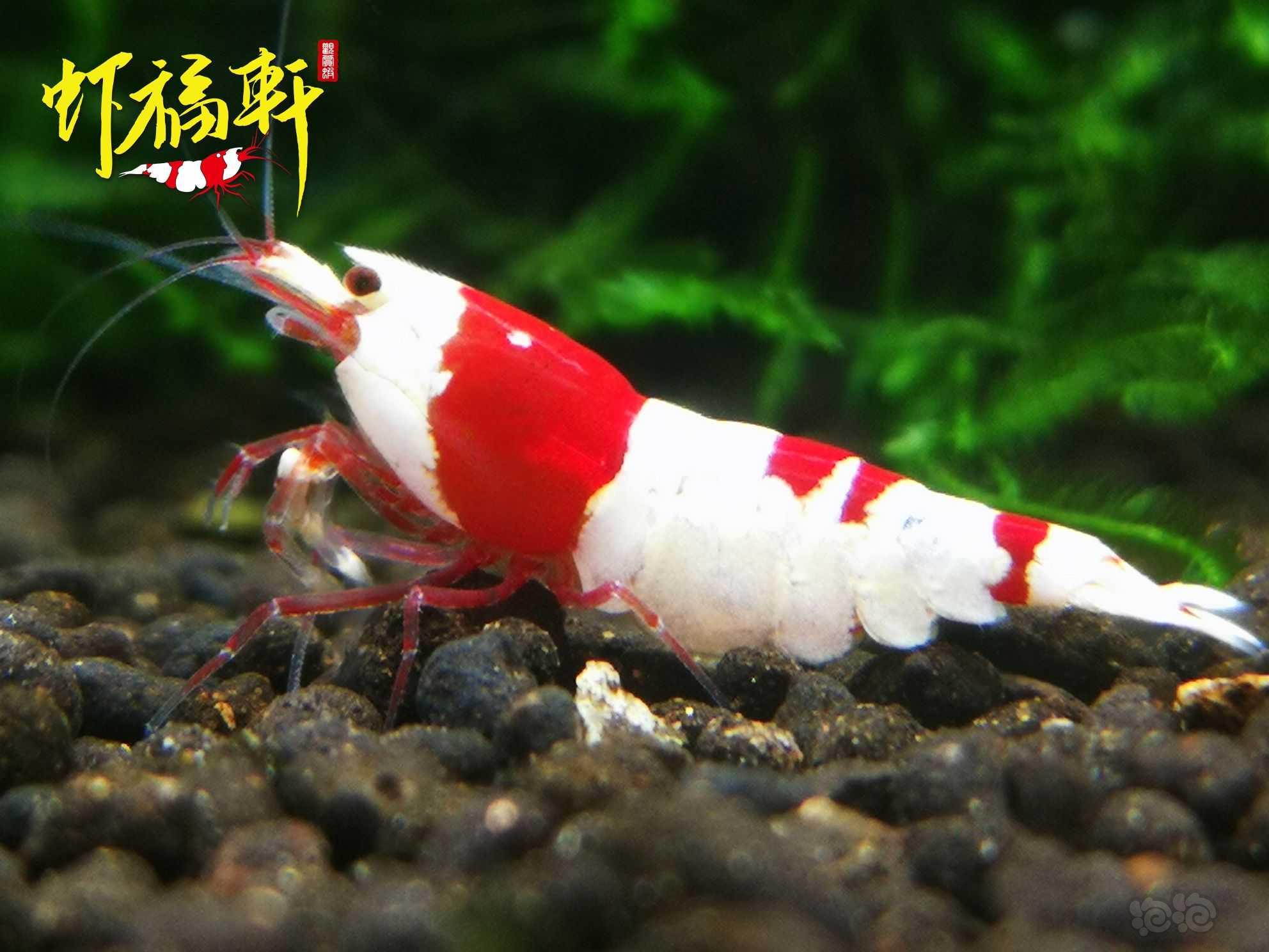【虾】2022-10-04#RMB拍卖#红白丸禁繁殖组8只-图7