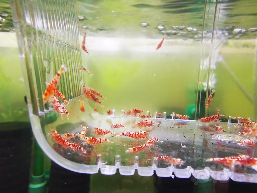 【虾】2022-10-02#RMB拍卖红花虎幼虾一组100只-图2