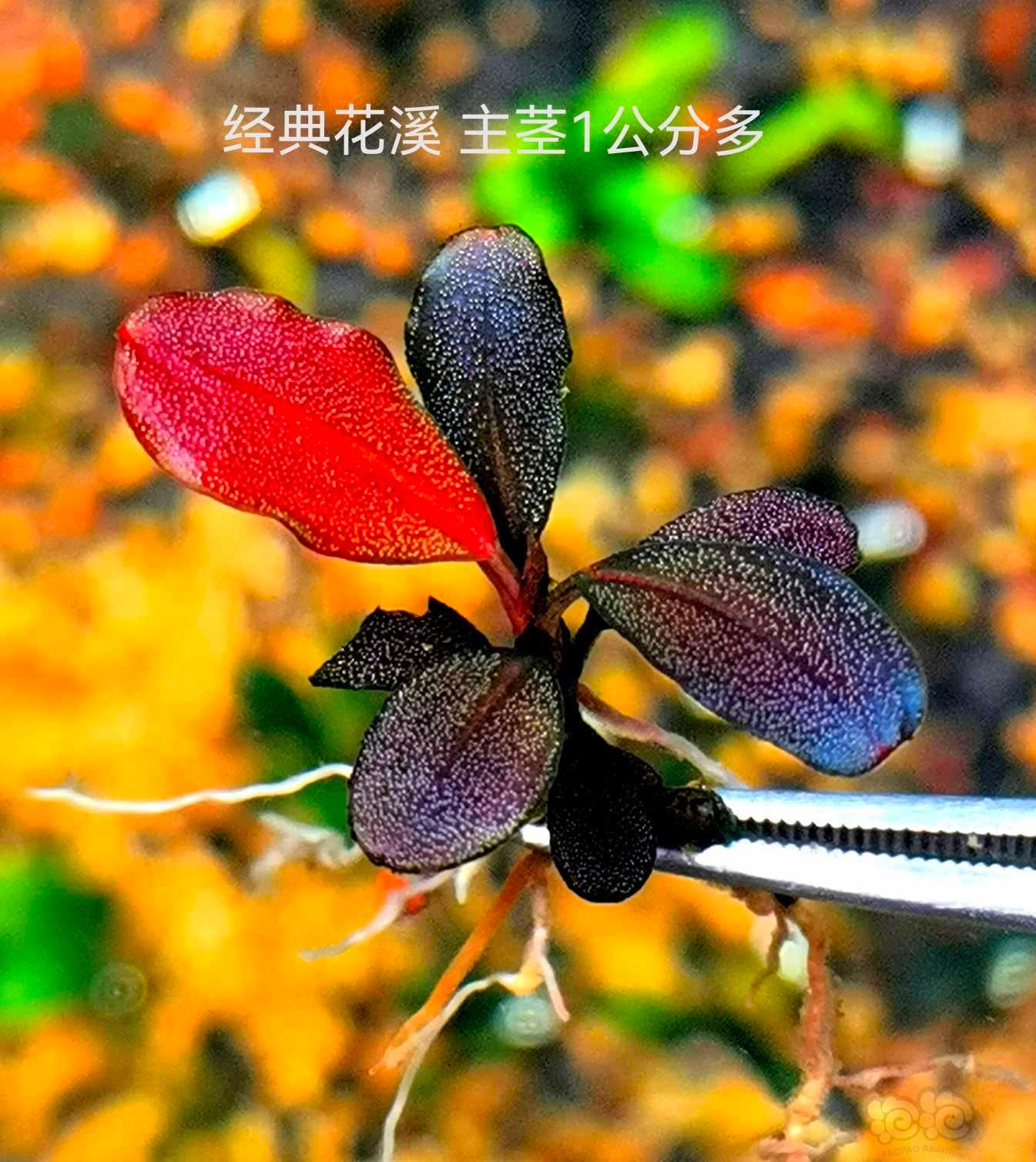 【水草】2022-10-22#RMB拍卖#草堂圆丛等10个品种-图9