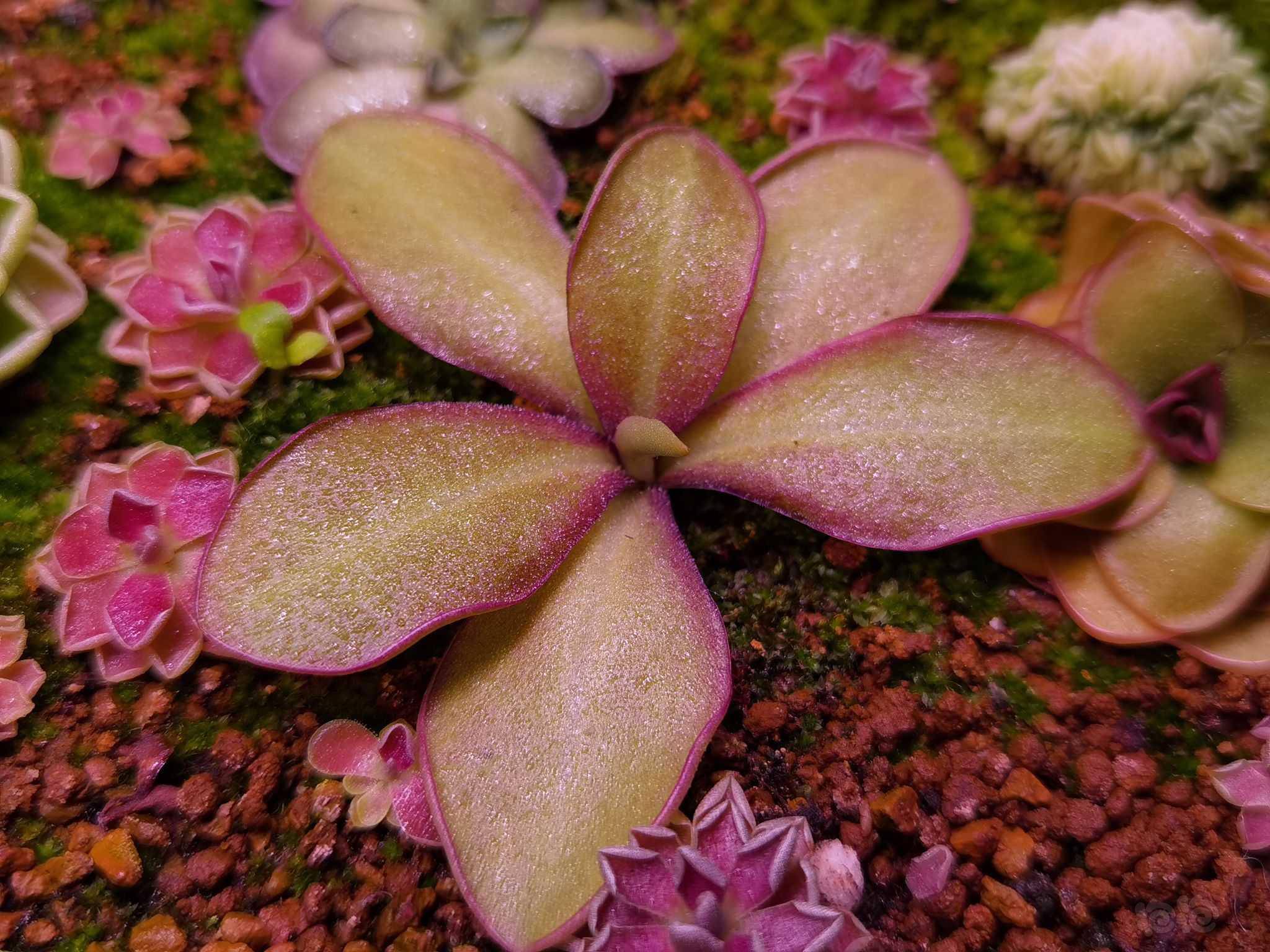 【食虫】大型品种 捕虫堇-图2