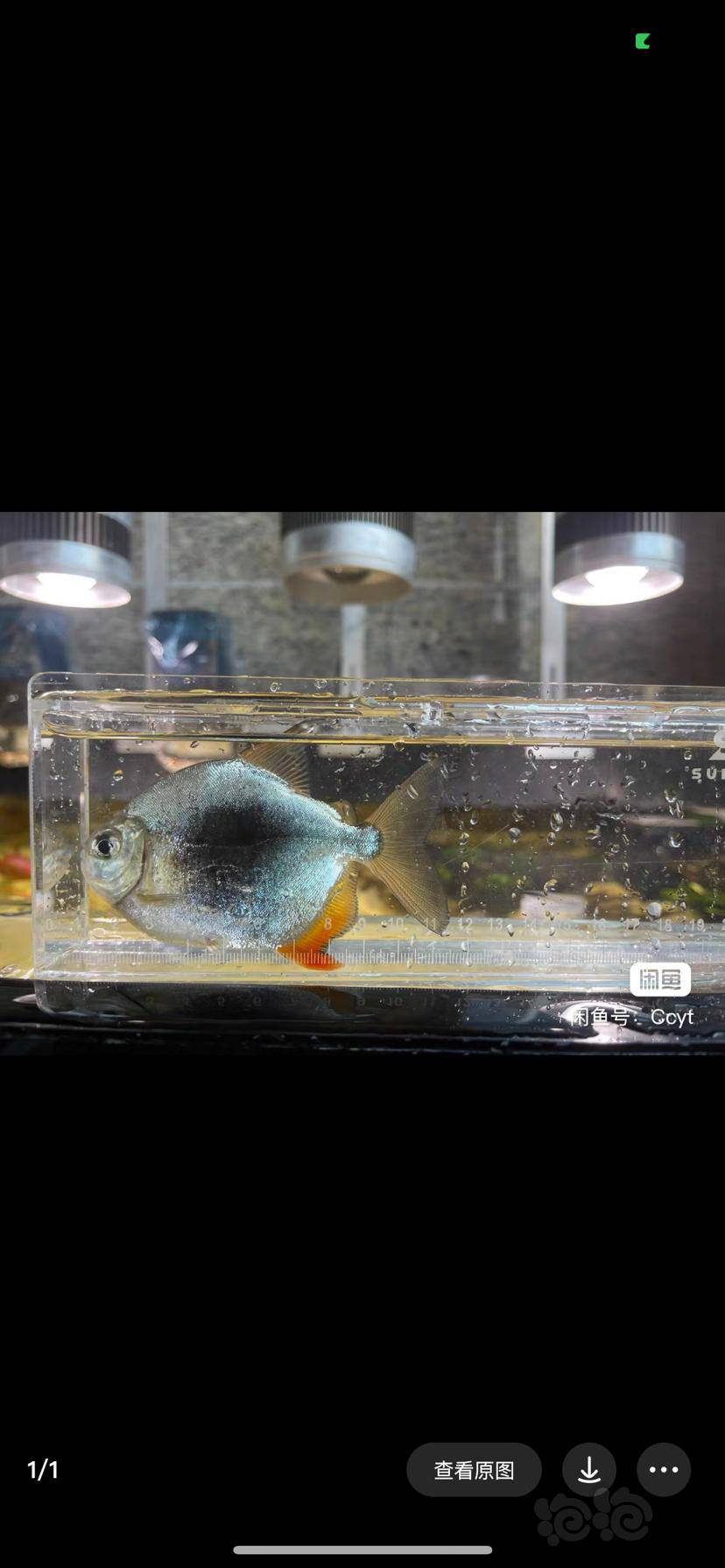 深圳出黑桃a银板鱼-图2