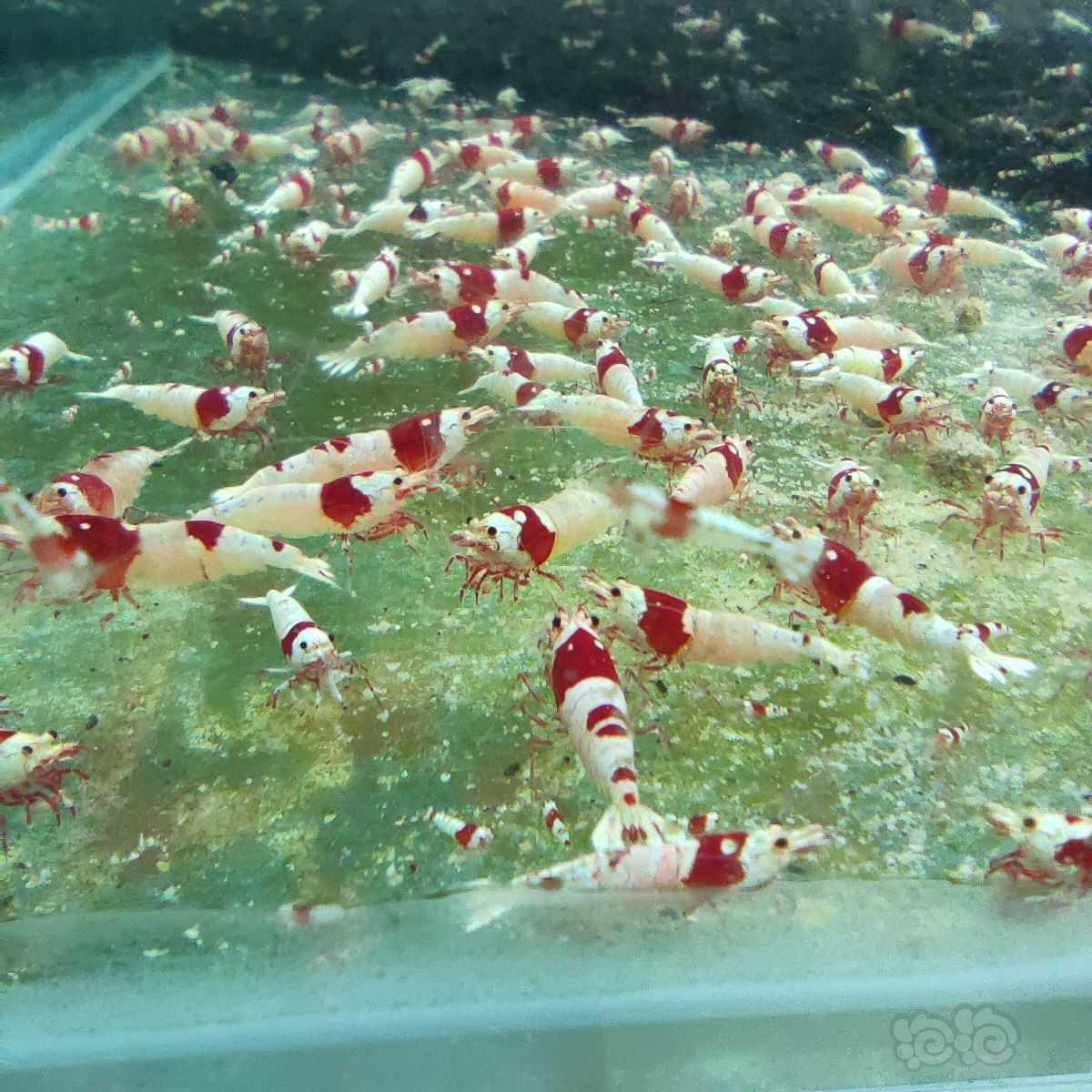 【水晶虾】红白纯血，黑金刚-图2