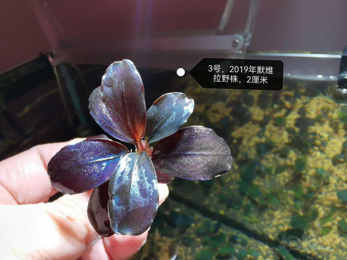 【水草】2022-10-05#RMB拍卖#辣椒榕3株-图3