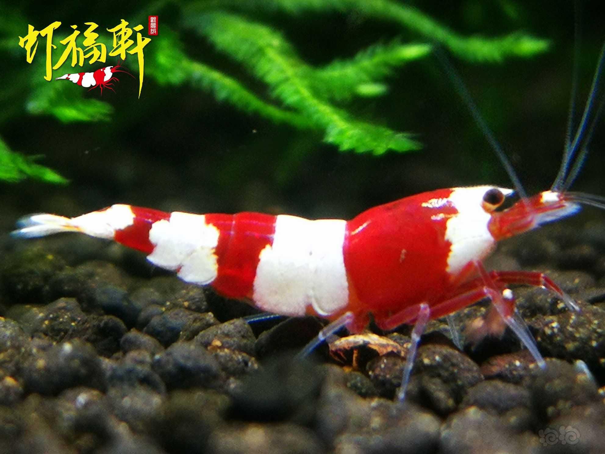 【虾】2022-10-02#RMB拍卖#红白虎牙V型5只-图4