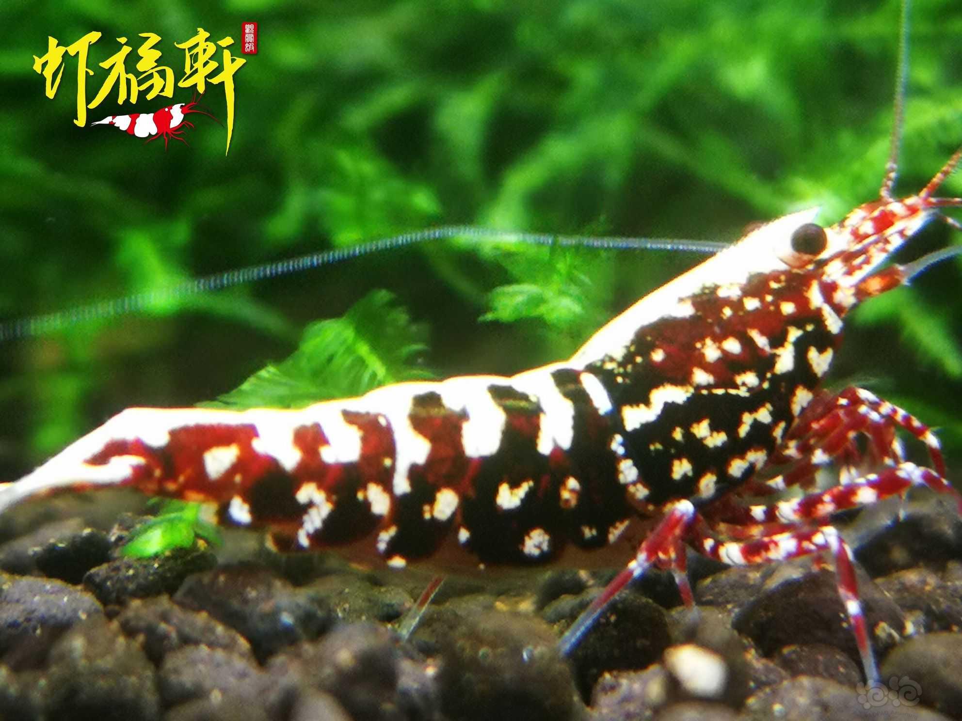 【虾】2022-10-05#RMB拍卖#深红银河雪花种公1只-图5