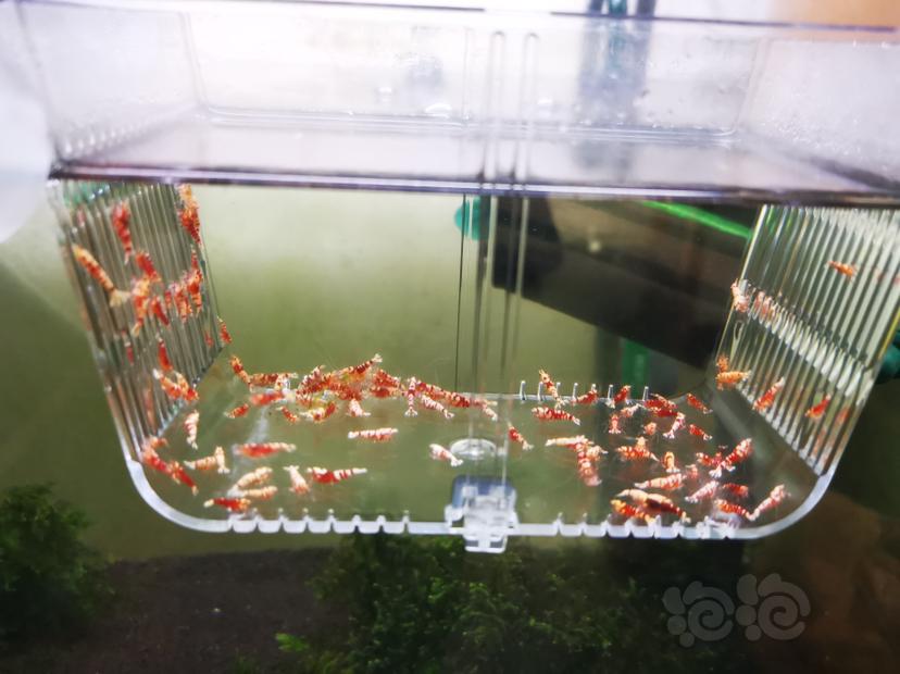 【虾】2022-10-05#RMB拍卖淘汰虾一组100只-图4