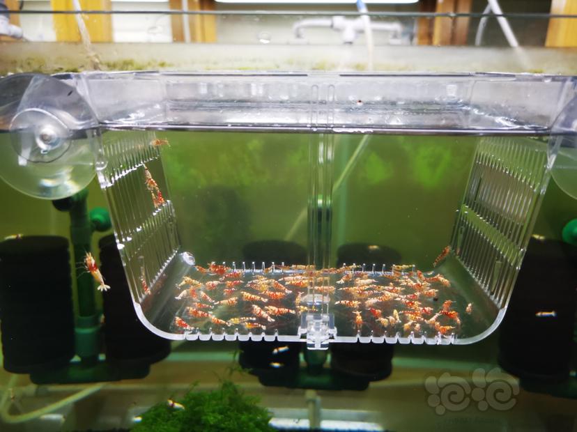 【虾】2022-10-03#RMB拍卖红花虎幼虾一组100只（1）-图4