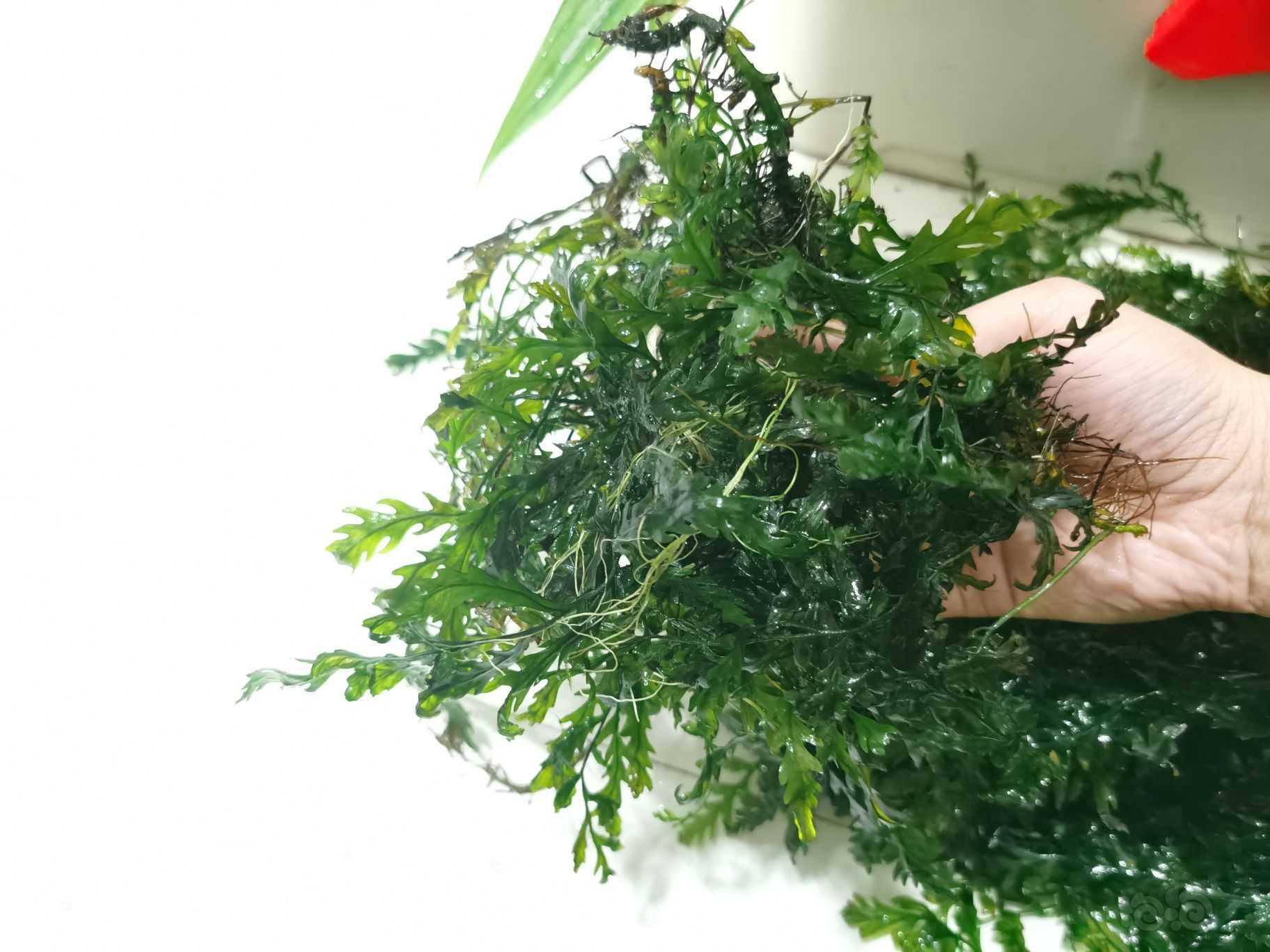 翻缸出水草!山崎桂 , 黑木蕨, 水榕-图3