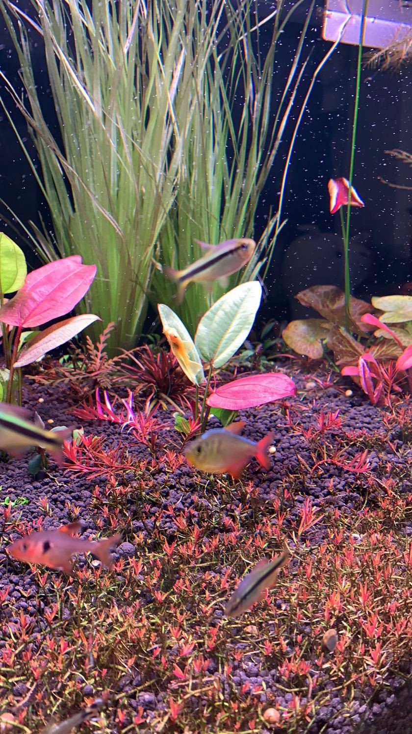 ada红心皇冠 - 泡泡水族