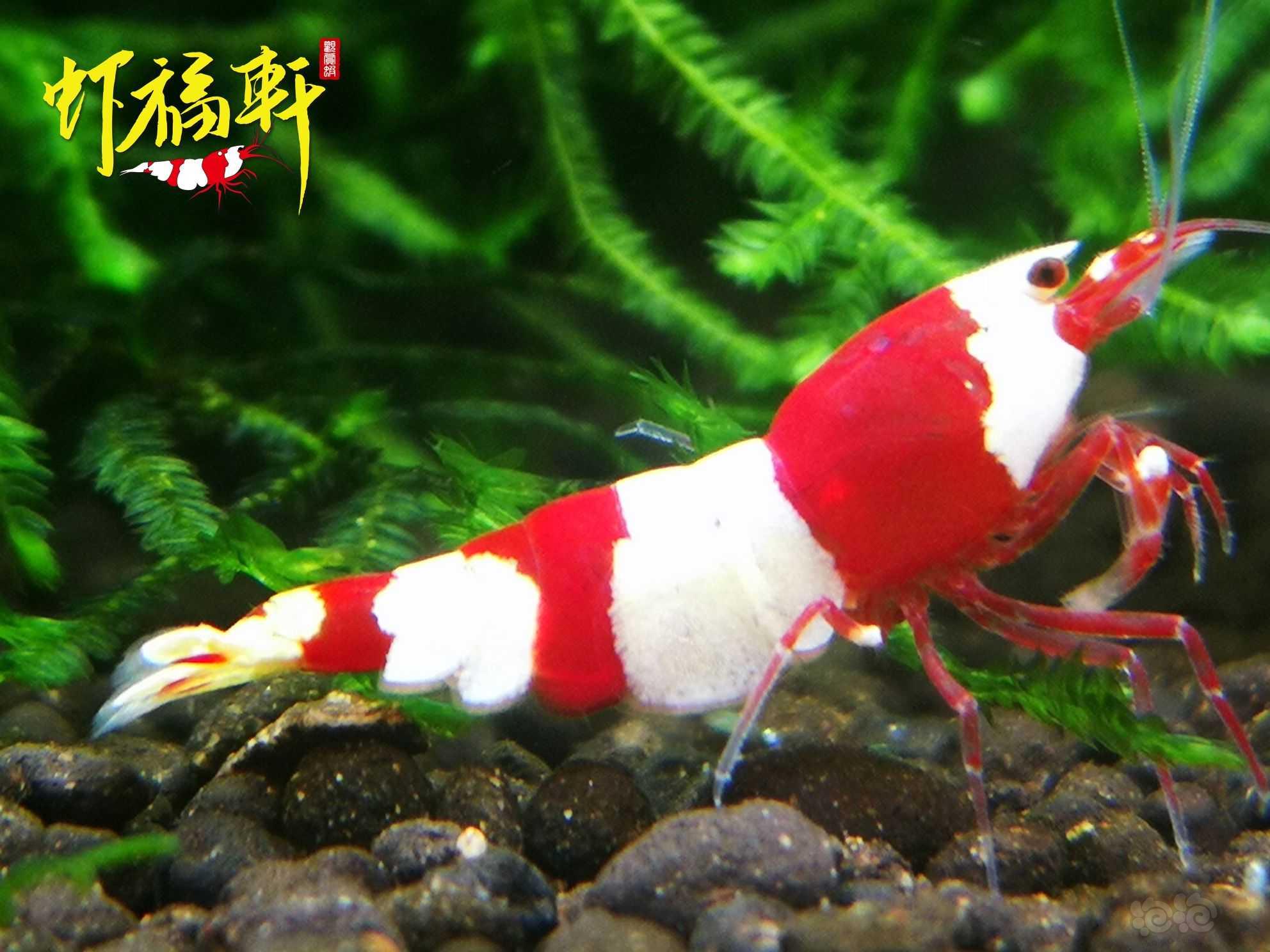 【虾】2022-10-07#RMB拍卖#品质红白三段V型3只-图1