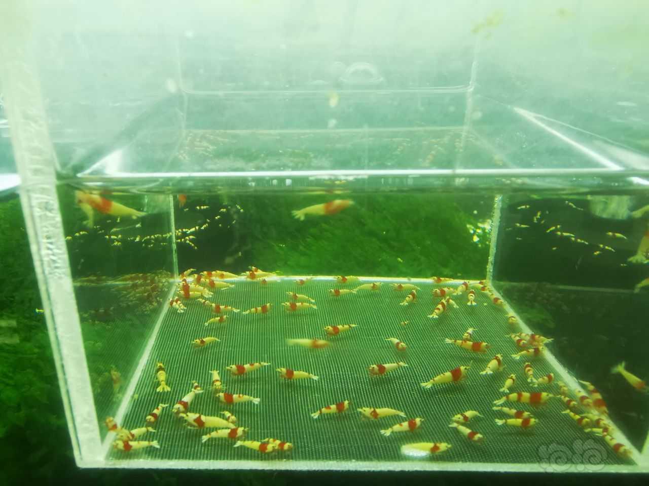 【虾】2022-10-23#RMB拍卖红白幼虾 一组100只-图1
