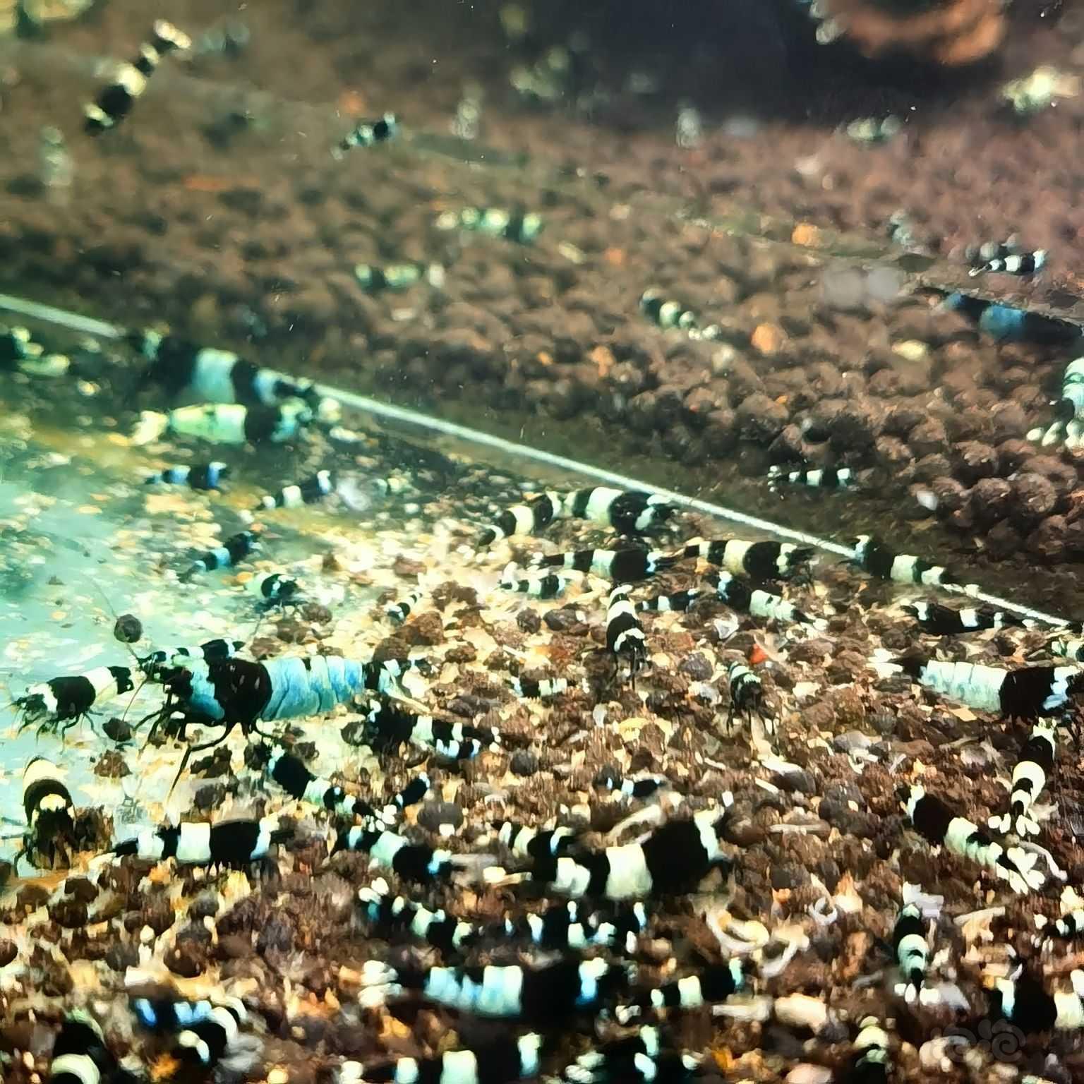 【虾螺】出黑金刚水晶虾-图6