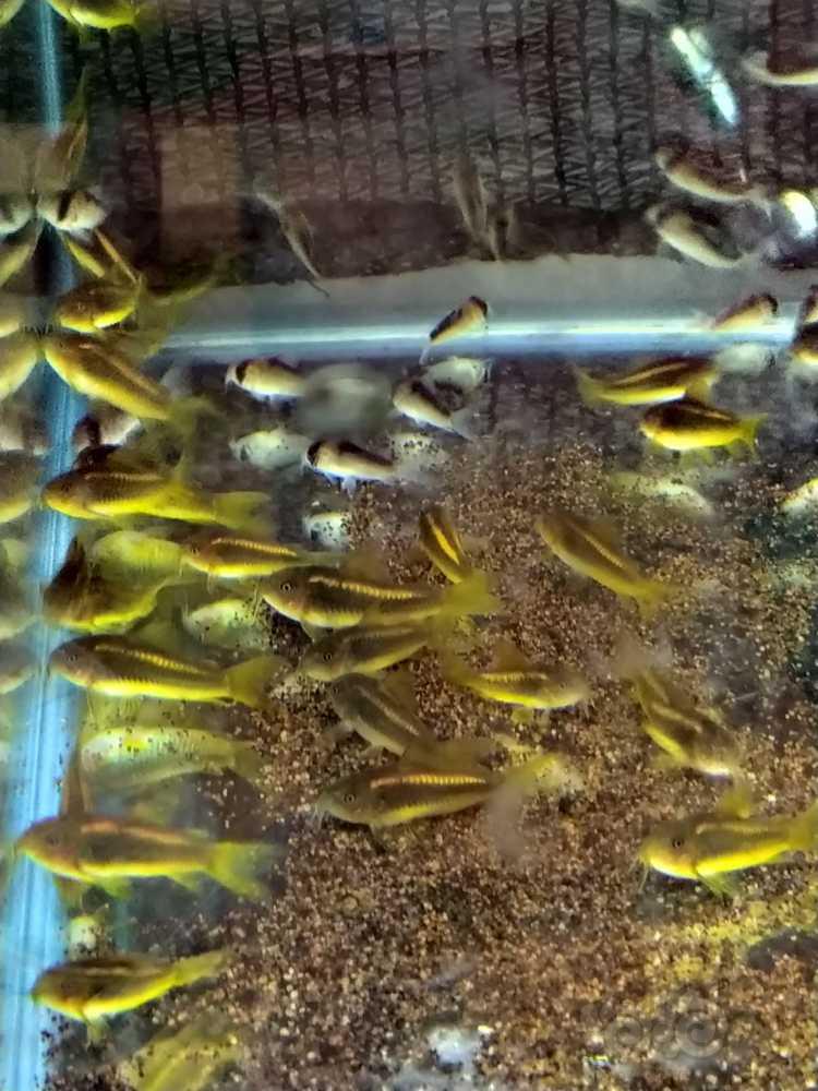 出售一些鼠鱼（黑金红头，金线金，绿线绿）-图6