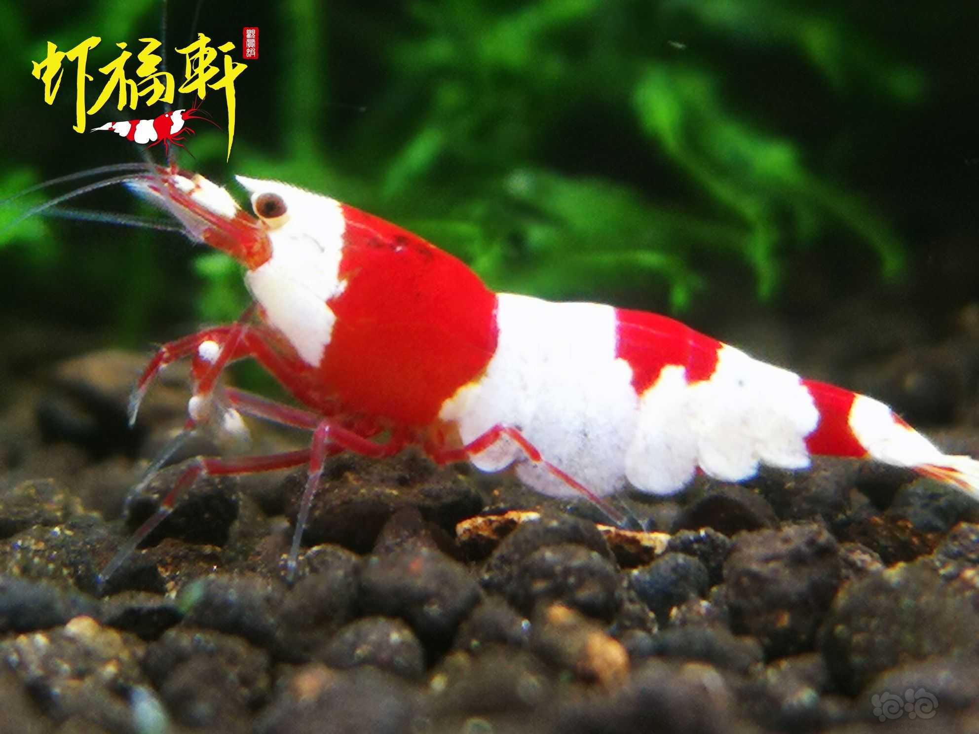 【虾】2022-10-04#RMB拍卖#红白丸禁繁殖组8只-图3