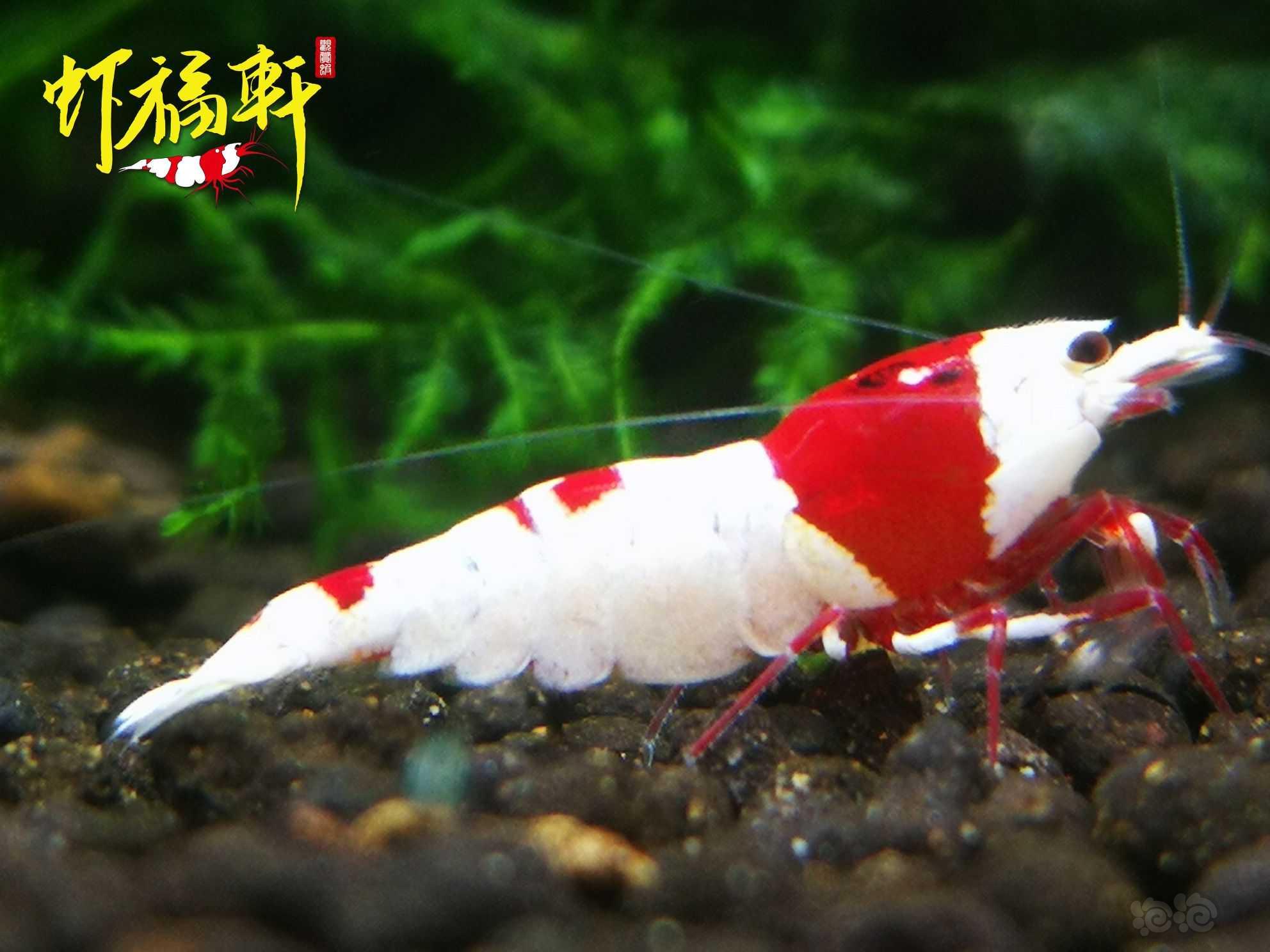 【虾】2022-10-04#RMB拍卖#红白丸禁繁殖组8只-图2
