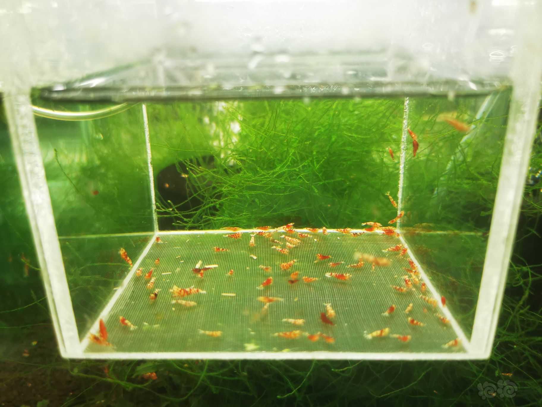 【虾】2022-10-10#RMB拍卖红花虎幼虾一组100只-图1