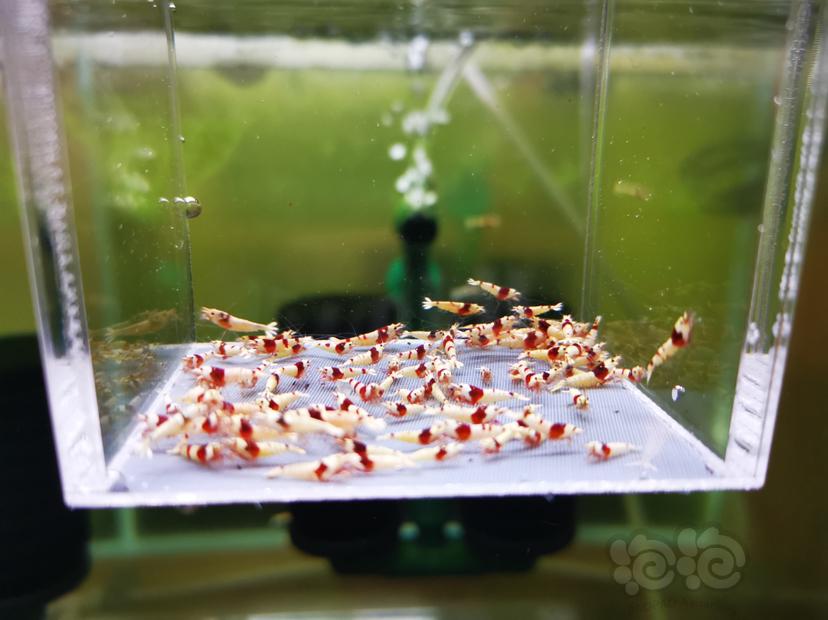 【虾】2022-10-05#RMB拍卖红白幼虾一组100只-图4
