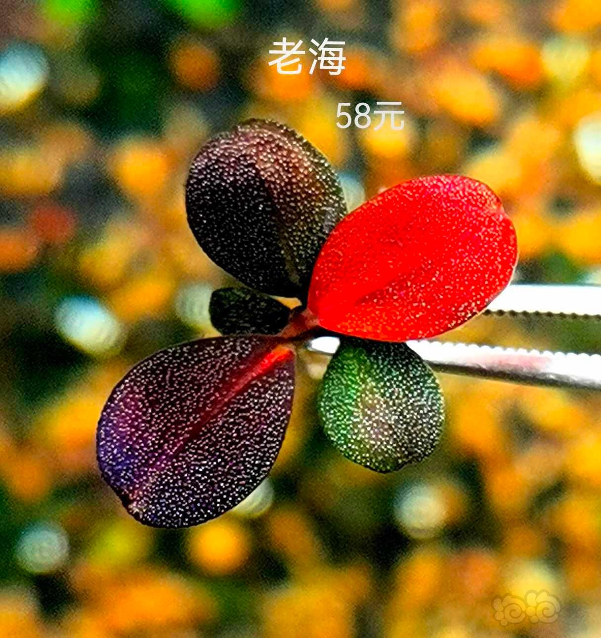 【辣椒榕】出辣椒榕和罗琳榕10个品种-图5