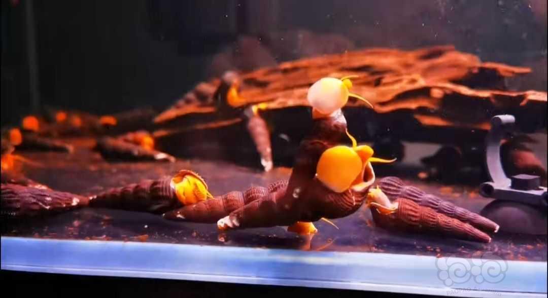 出橙兔螺，金头超级红魔鬼等-图2