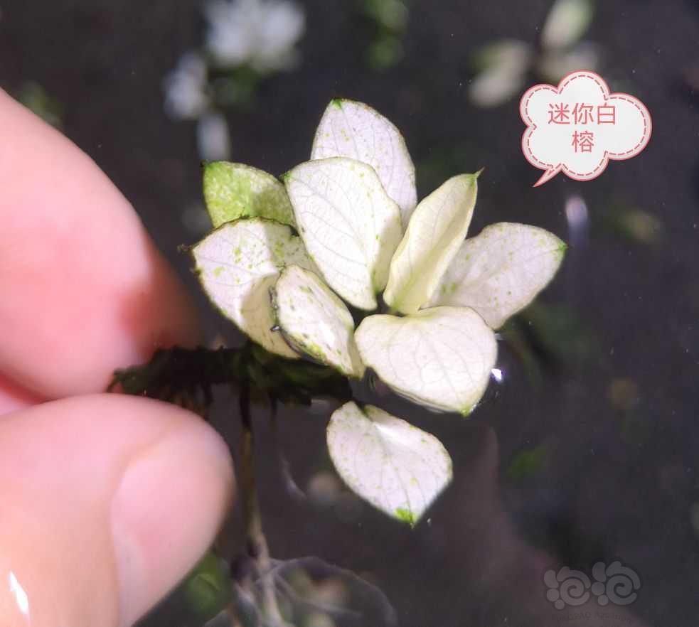 【辣椒榕】白色系列水草一组-图5