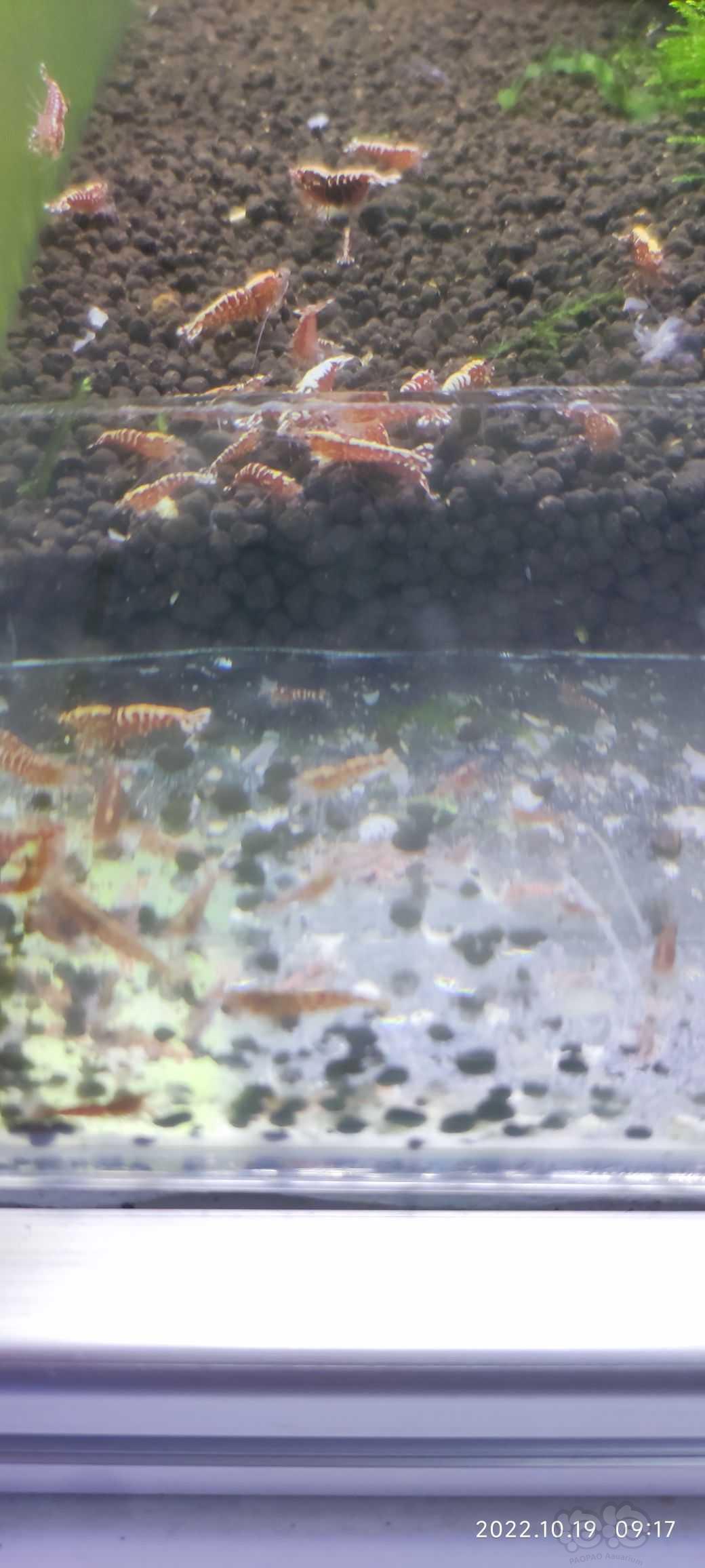 【水晶虾】出缸红银河水晶虾，-图2