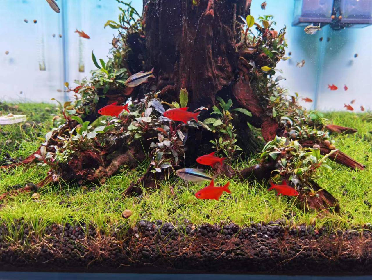 【灯科鱼】甜心柠檬-图2