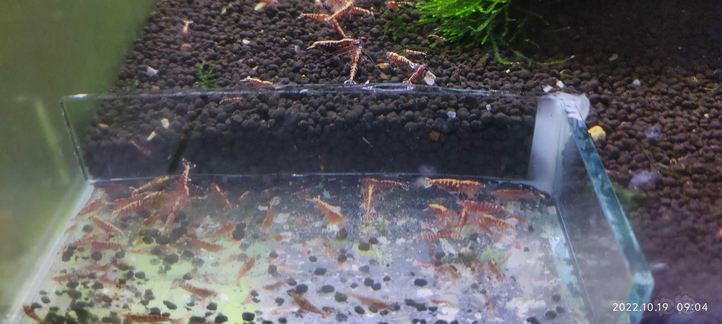 【水晶虾】出缸红银河水晶虾，-图7