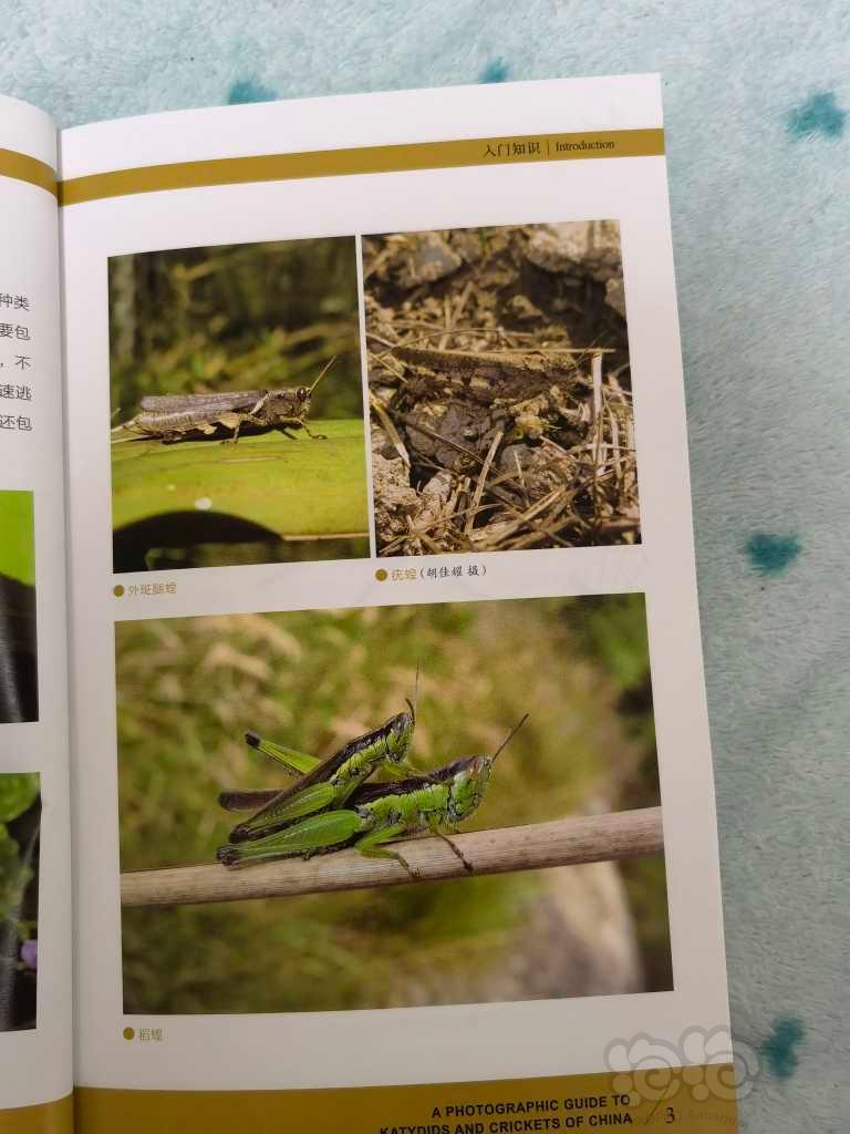 《常见螽斯蟋蟀野外识别手册》【什么是螽斯和蟋蟀】-图5