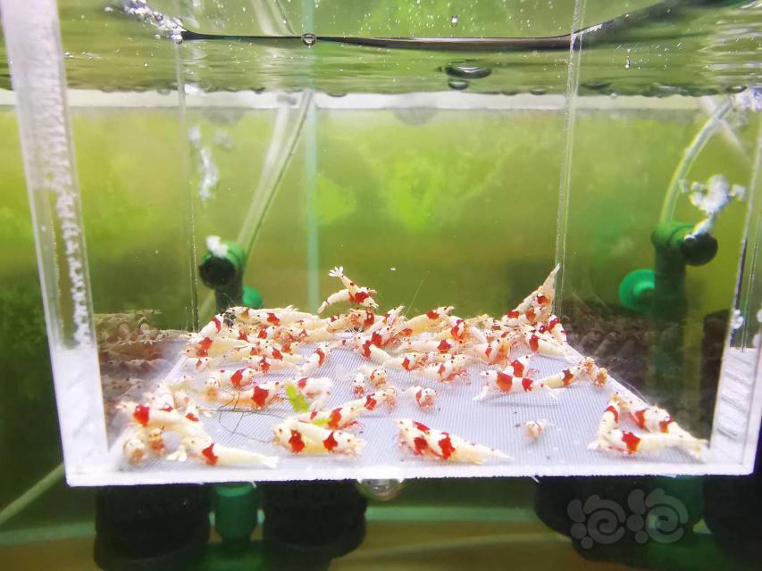 【虾】2022-10-10#RMB拍卖红白幼虾一组100只（2）-图4