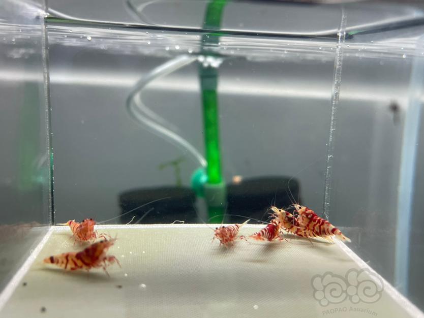 【虾】2022－10－18 RMB拍卖红花虎2公4母-图2