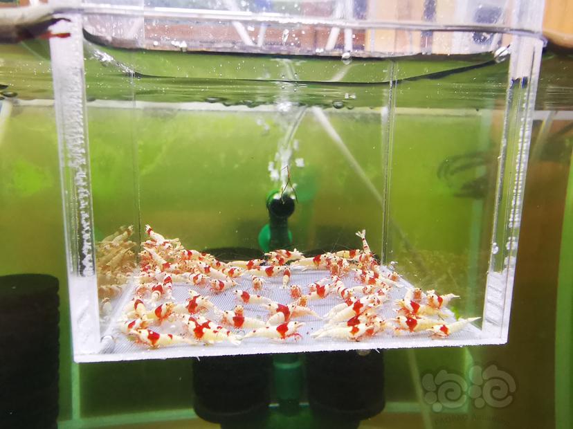 【虾】2022-10-10#RMB拍卖红白幼虾一组100只-图3