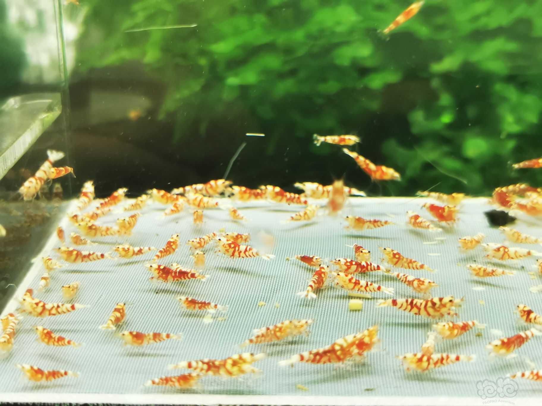 【虾】2022-10-08#RMB拍卖红花虎幼虾一组100只-图1