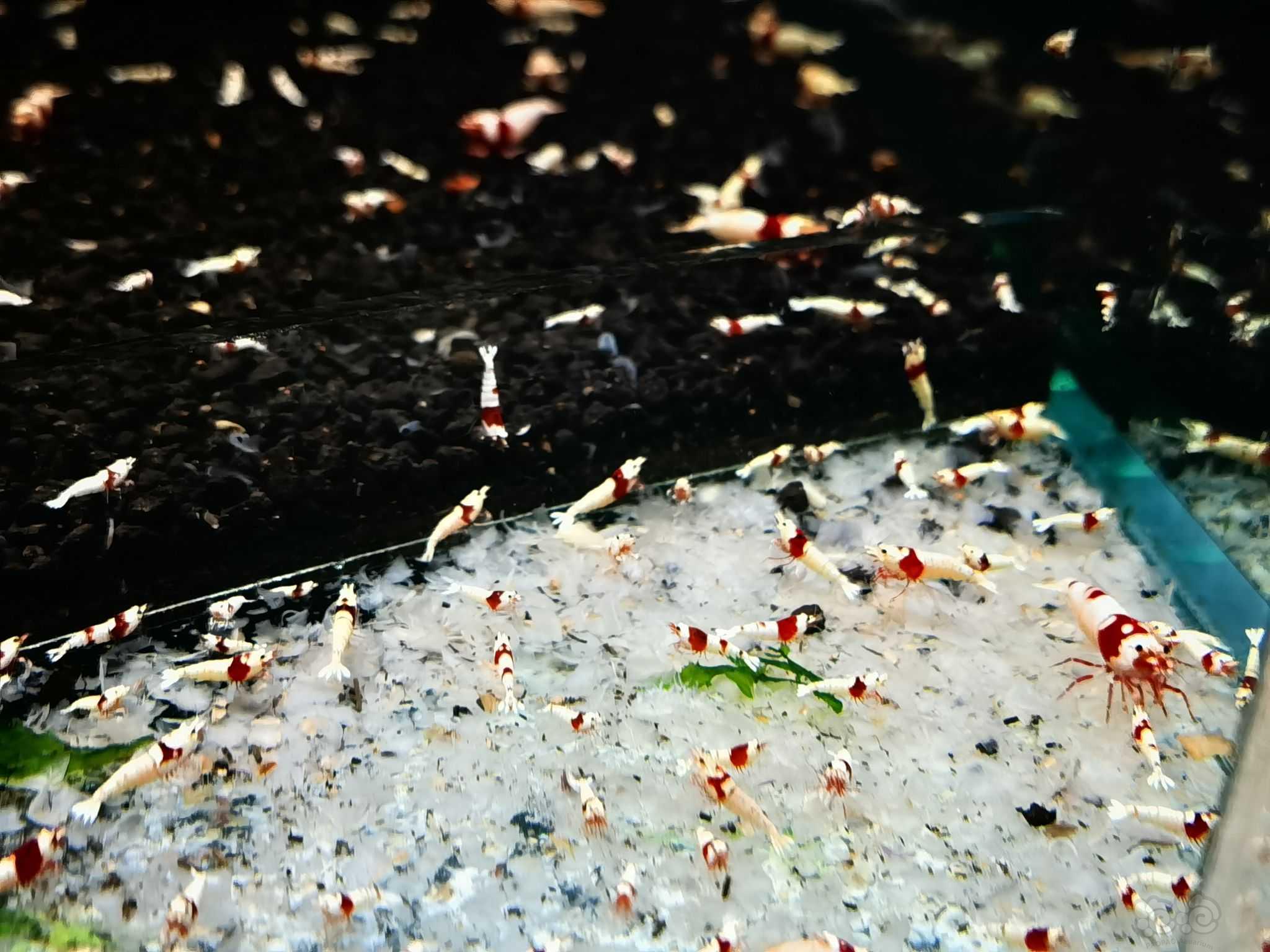 【水晶虾】出纯血红白5百只-图5